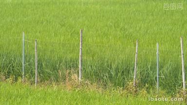 水稻粮食绿草田野栅栏微风